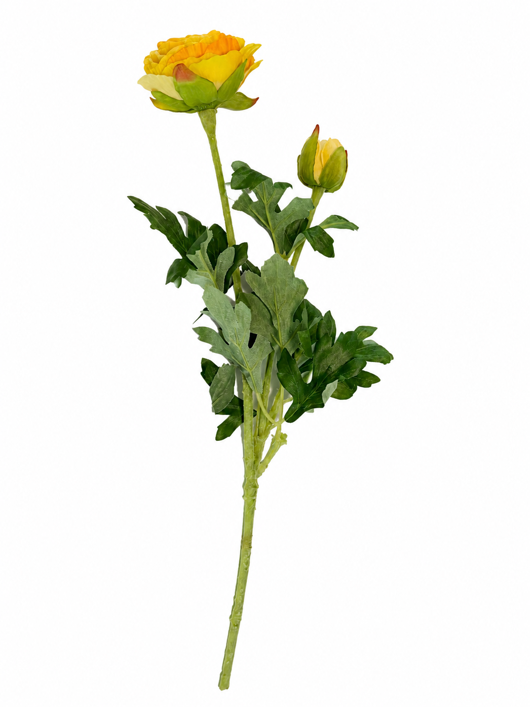 1 Ranunculus
