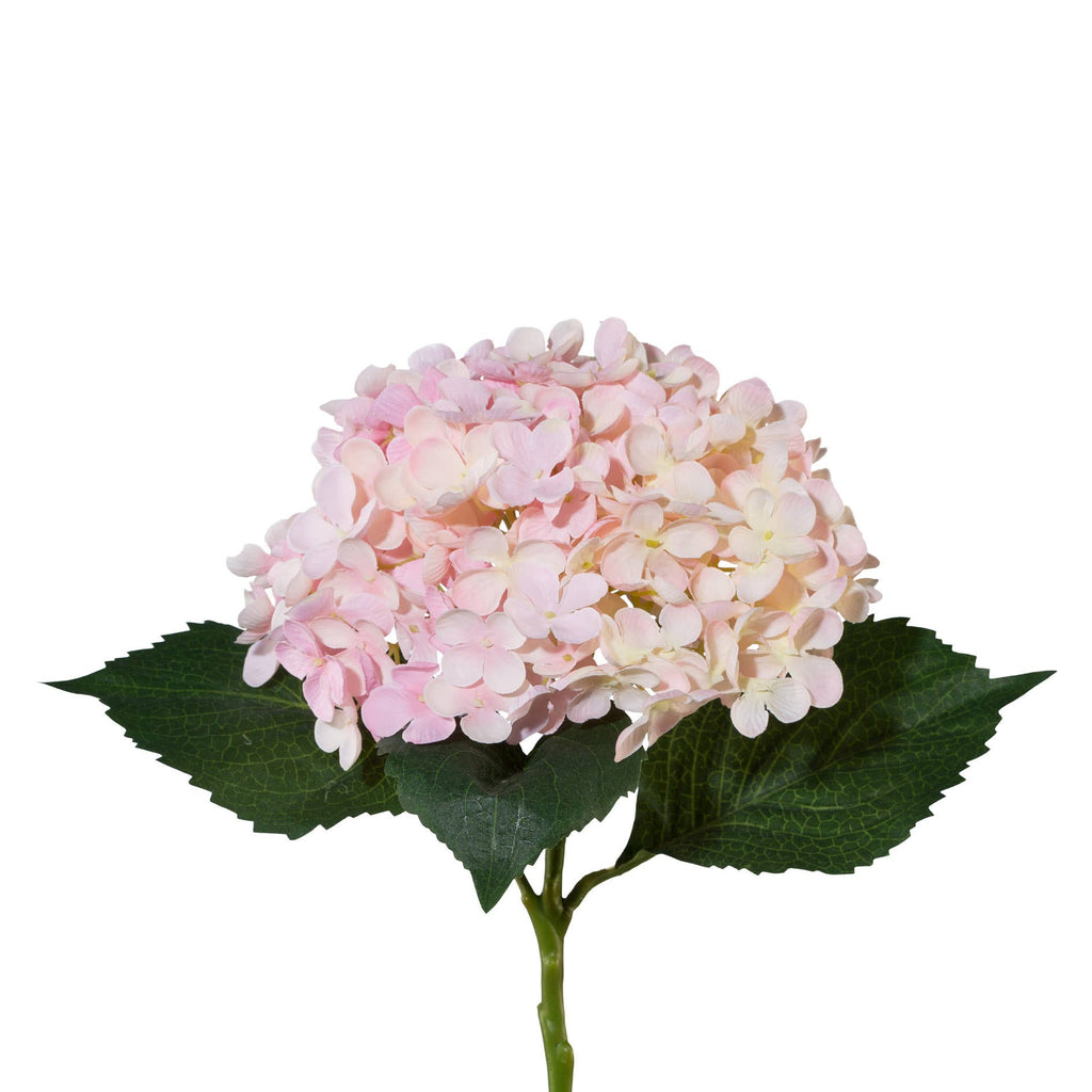 Hortenzia, 53cm