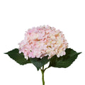 Hortenzia, 53cm