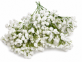 Baby's breath