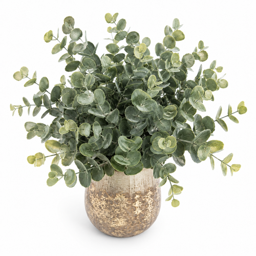 Eucalyptus