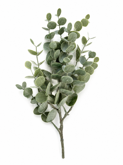 Eucalyptus1