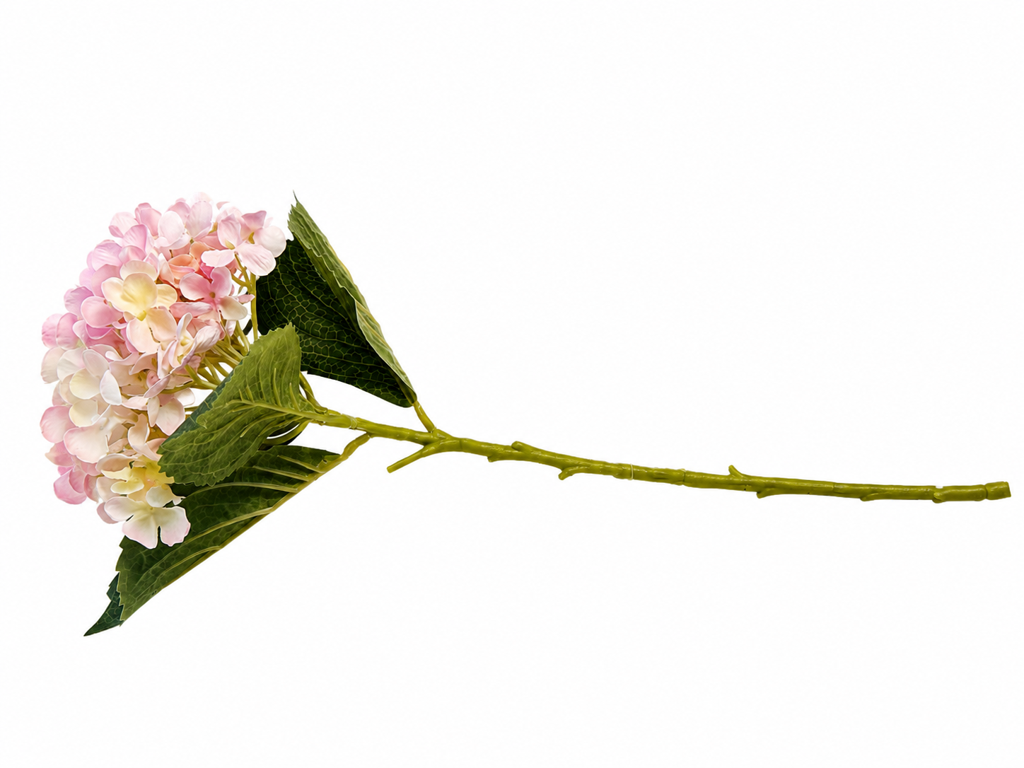 Hydrangea